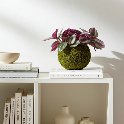 kokedama nanouk