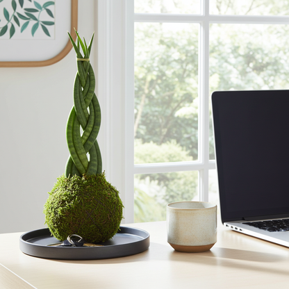  sansevieria cylindrica kokedama natural