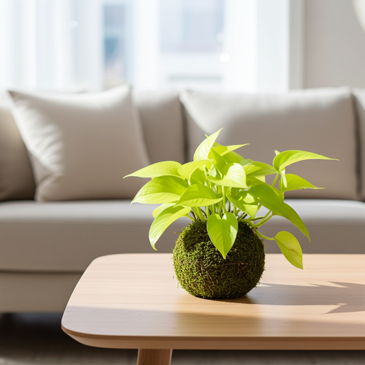 kokedama potho neon