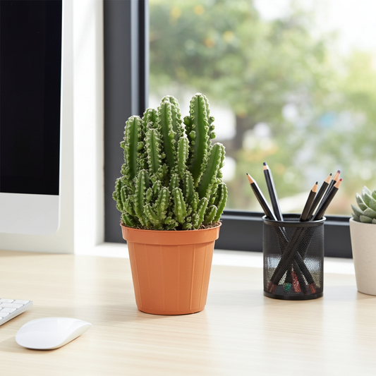 cactus ordenador