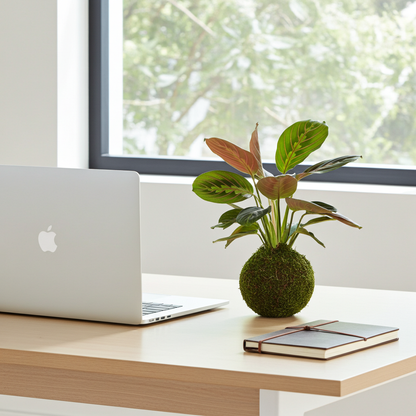 kokedama maranta