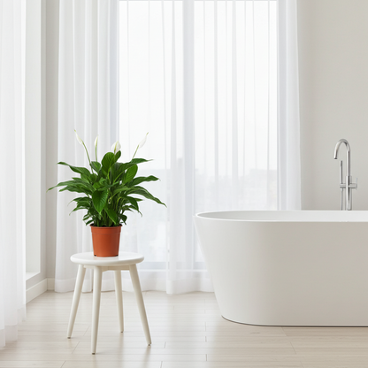 spatiphyllum baño