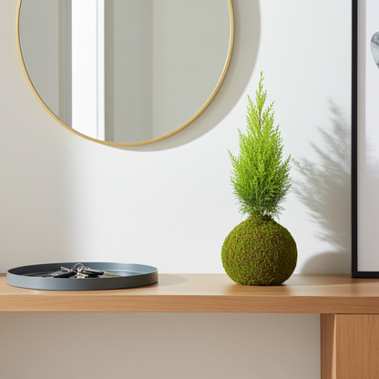 kokedama de cipres natural dorado