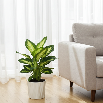 planta dieffenbachia