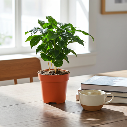 planta del cafe