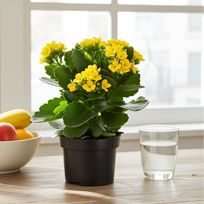 kalanchoe planta