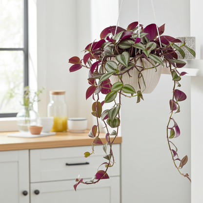 planta de tradescantia