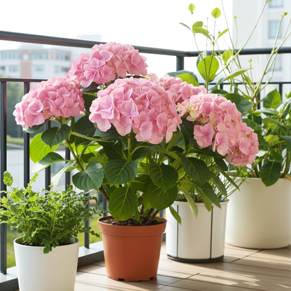 hortensias rosa