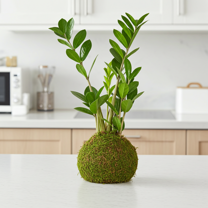 kokedama zz plant
