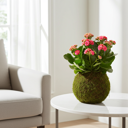 kokedama planta kalanchoe