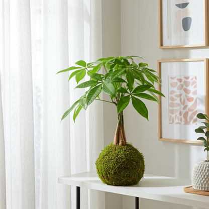 kokedama planta pachira