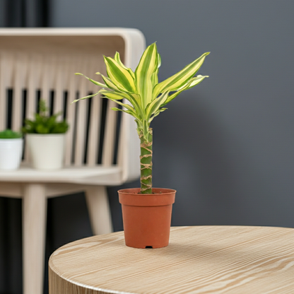 planta tronco brasil