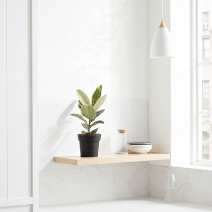 ficus tineke