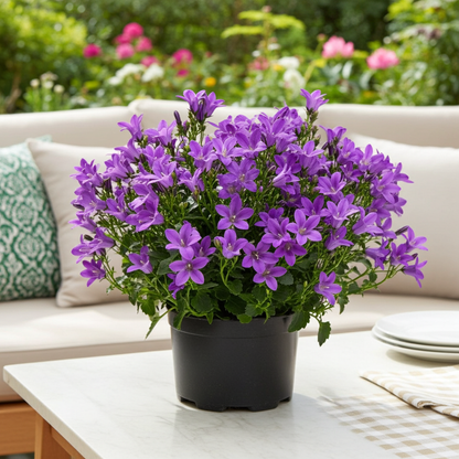 campanula azul