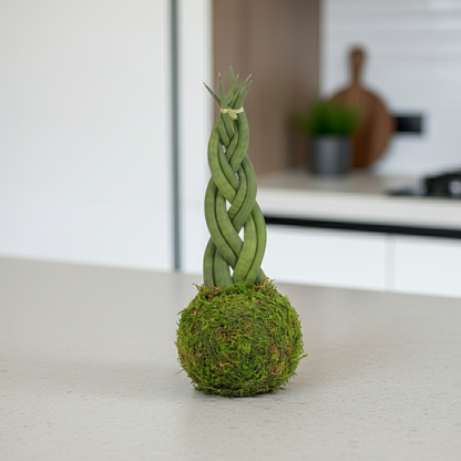 kokedama sansevieria cilindrica