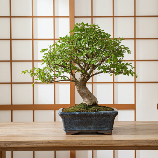 bonsai zelkova