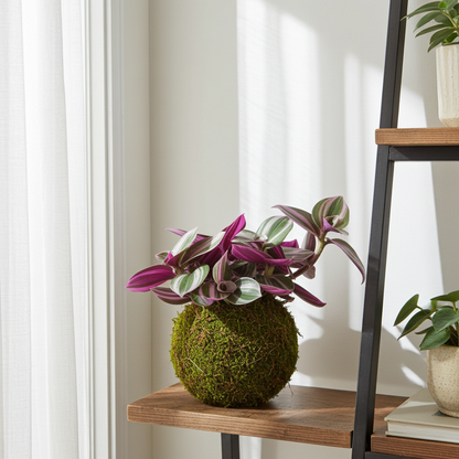kokedama tradescantia rosa