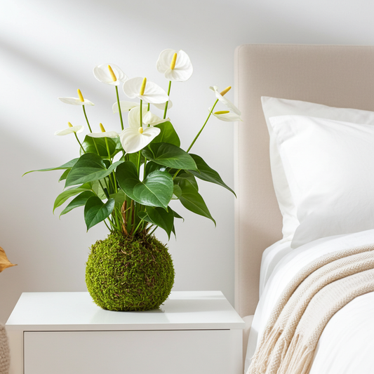 anthurium blanco kokedama
