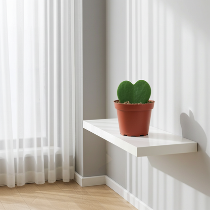 hoya planta