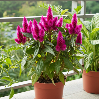 flor de celosia