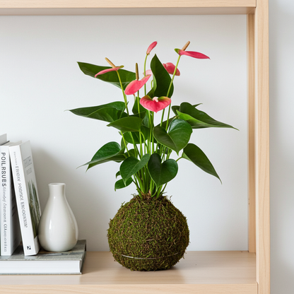 kokedama anturio rosa