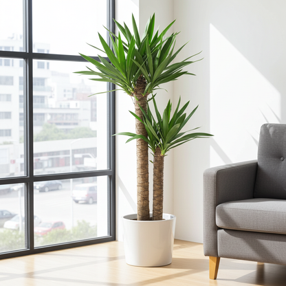 yucca planta interior