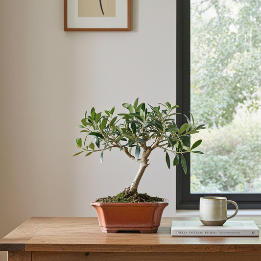 bonsai olivo