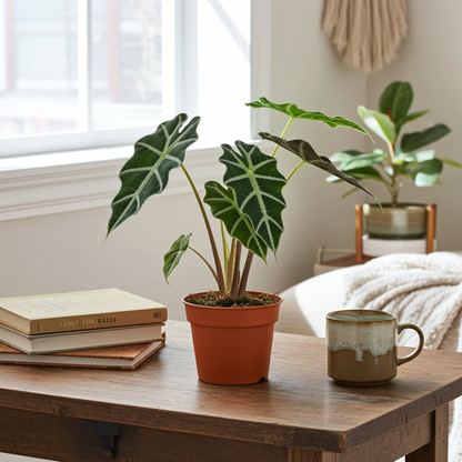 alocasia natural interior