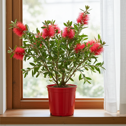 planta callistemon 