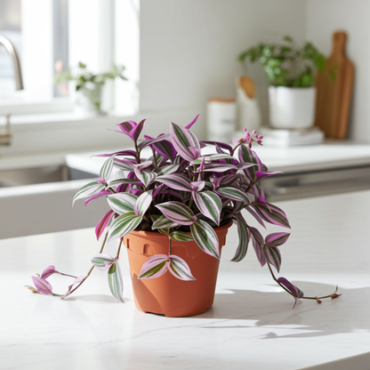 tradescantia planta nanouk