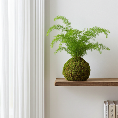 kokedama helecho asparagus