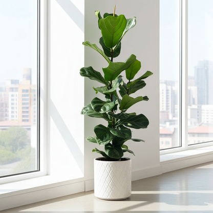 ficus natural lyrata