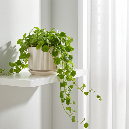 planta viva dinero interior