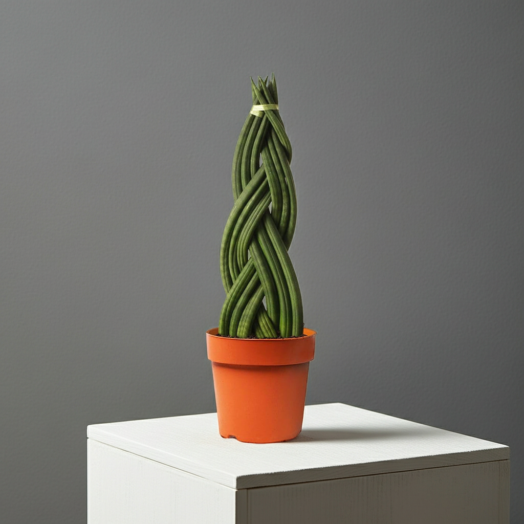  sansevieria cylindrica suculenta