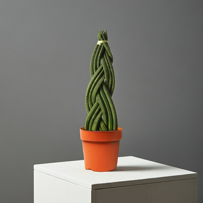  sansevieria cylindrica suculenta