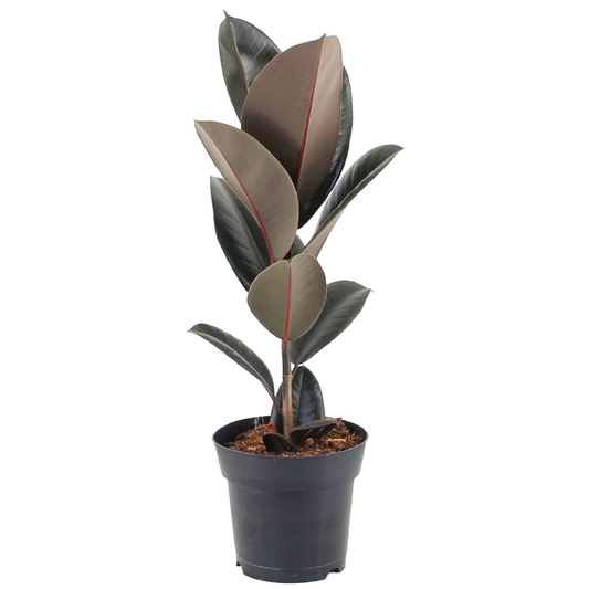 Ficus Elastica Abidjan