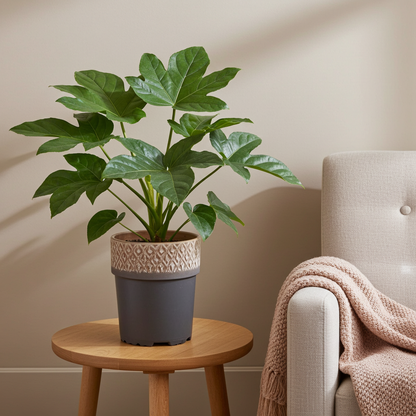 planta aralia