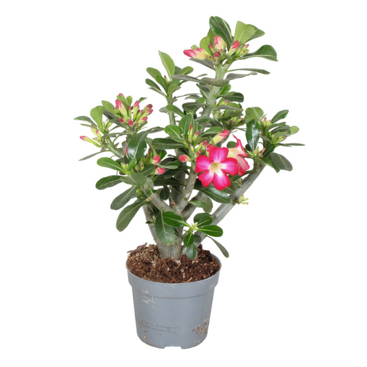 Adenium Obesum