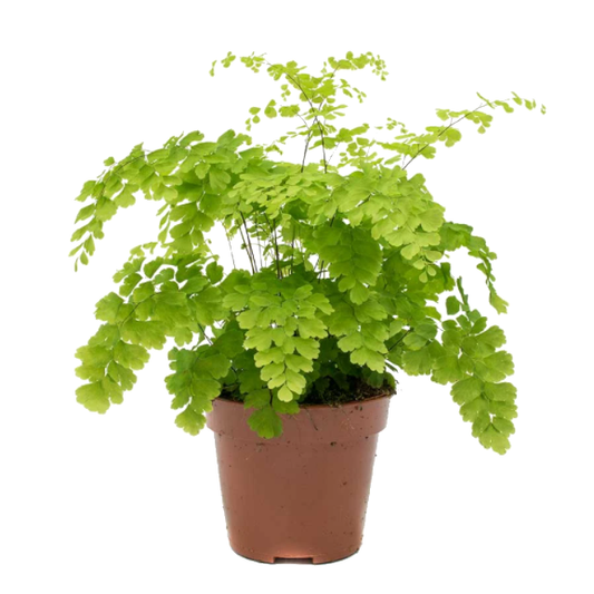 Helecho Delta Adiantum Raddianum Fragrans