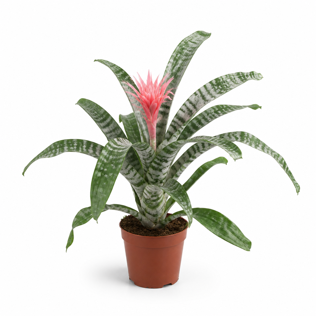Aechmea Fasciata · Ø12 cm · Altura 40-50 cm