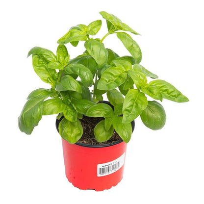 albahaca ancha