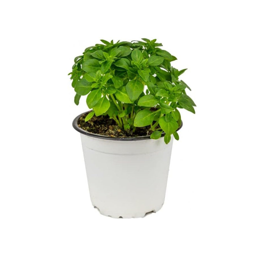 albahaca hoja estrecha