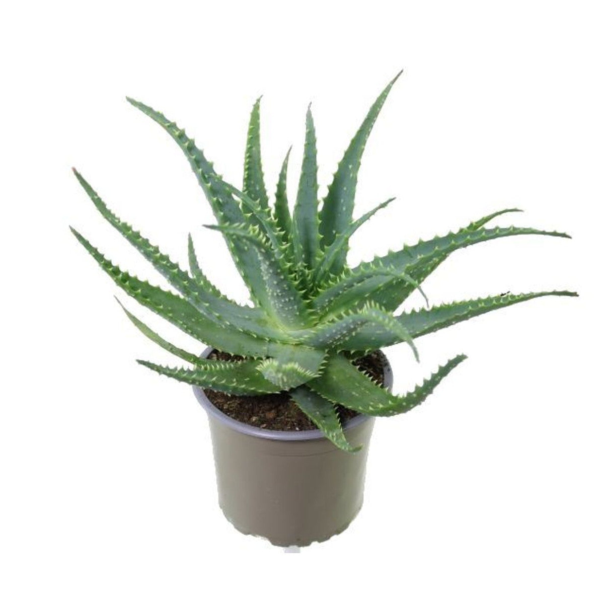 Aloe Arborescens