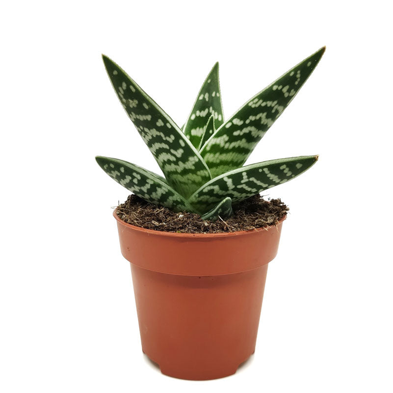 Aloe Variegata