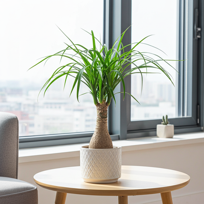 planta interior nolina recurvata