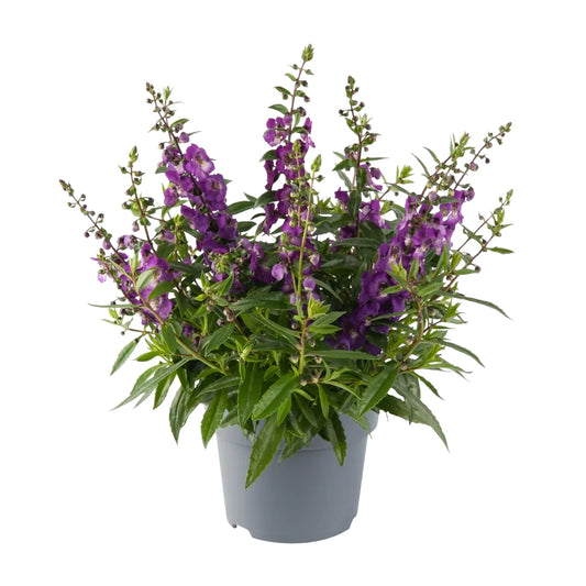 Angelonia Angustifolia