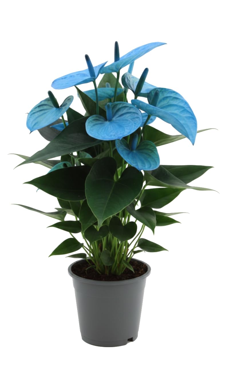 Anthurium Andraeanum Azul · Ø12 cm · Altura 40-45 cm