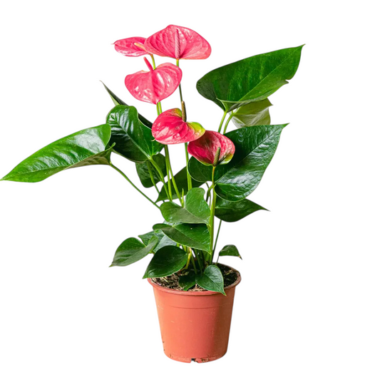 anthurium rosa