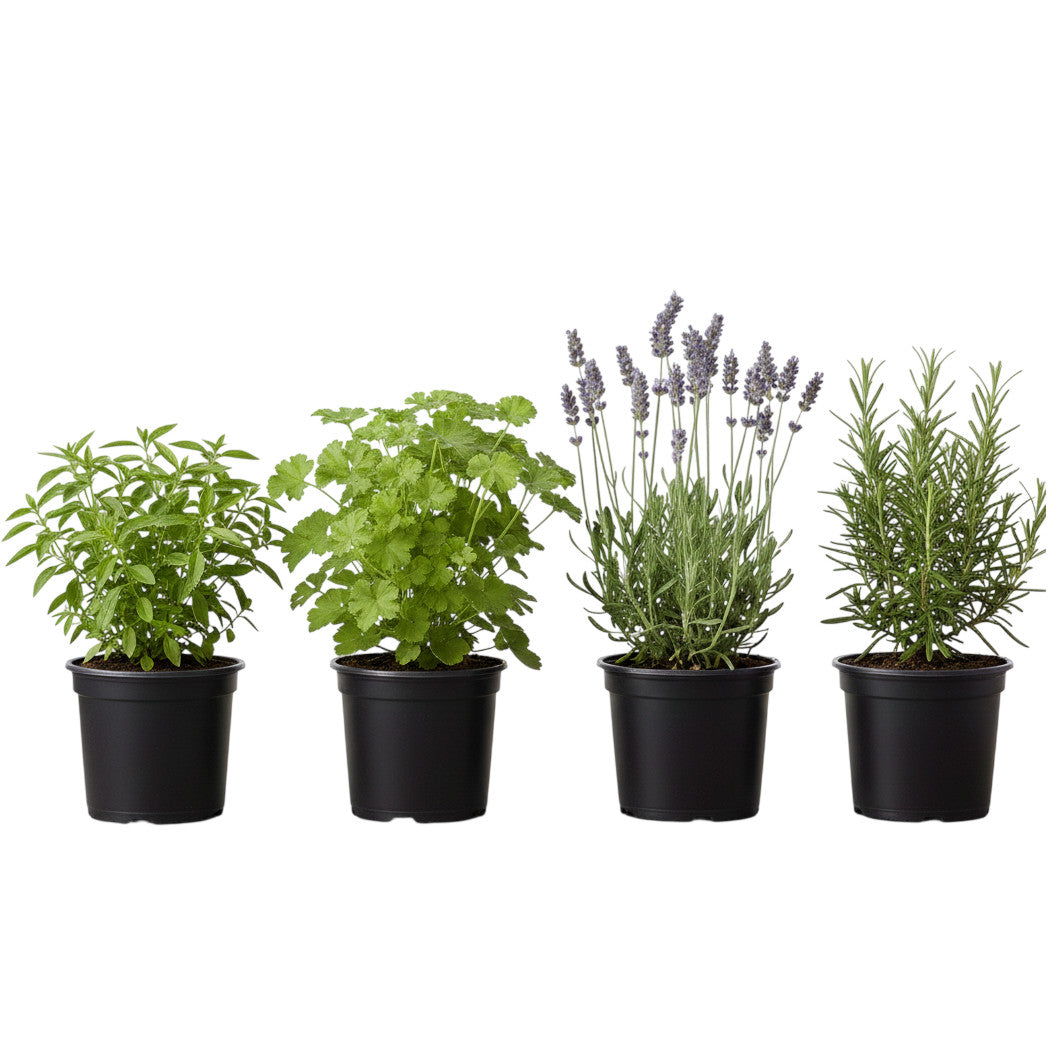 Pack Plantas Antimosquitos