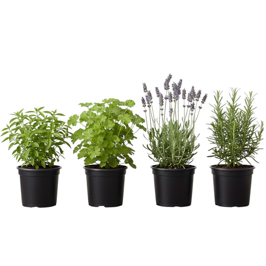 Pack Plantas Antimosquitos